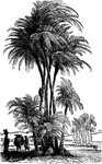Also known as Phoenix Dactylifera. The date palm tree is one of the oldest fruit trees in the world. Dates held a very important role in certain desert regions as the staple food crop.