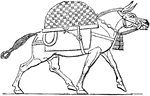 The animal life of Assyria was extremely varied. This image depicts a mule from this area.