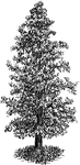 An image of a bald cypress, in pyramidal cultivated form. It is otherwise known as taxodium distichum, and is native to the southeastern United States.