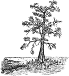 An image of a bald cypress in swamp form, with aerating roots, or knees. It is otherwise known as taxodium distichum, and is native to the southeastern United States.