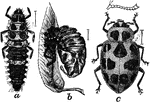 Also known as megilla maculata. A-Larva; B-Empty skin; C-Beetle with enlarged antenna above.