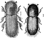 A species of bark beetle. This image depicts a male and a female.