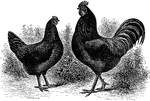 Originated in the United States. It is one of the oldest American chickens, and is critically endangered today. They are excellent for both meat and egg production.