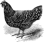 This image depicts a female spotted Java chicken.