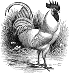"Leghorns are the best known of the egg-producing varieties or Mediterranean class. They are the premiers in laying and the standard by which the prolificacy of other breeds is judged."&mdash;Government Printing Office, 1897