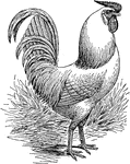 "The Rose-comb White and Rose-comb Brown Leghorns have a small rose comb, square in front, firm and even upon the head, tapering evenly from front to rear, without inclining to one side, the top comparatively flat and covered with small points or corrugations, terminating in a well-developed spike in the rear."&mdash;Government Printing Office, 1897
