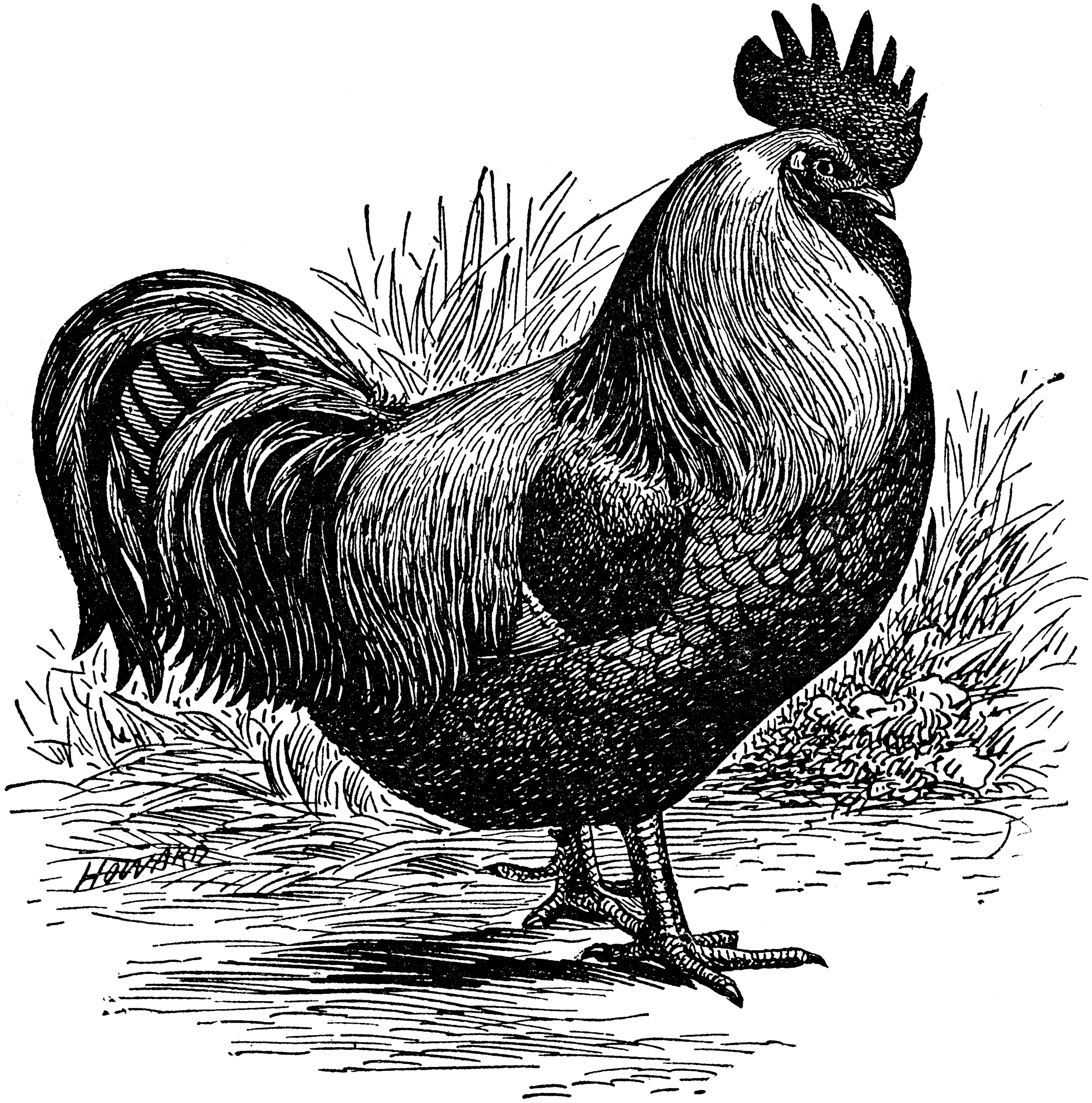 Cock 7. Чёрный петух арт. Grey illustration. Silver illustration. Cock Clipart.