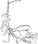 "When a grapevine is first set in a vineyard, it closely resembles the plant shown in [the image]. Such a rooted cutting may be one or two years old, the former being preferable in the majority of cases. The cane is cut back to two buds, and during the first season its shoots are allowed to lie prone upon the surface of the soil."&mdash;Government Printing Office, 1897
