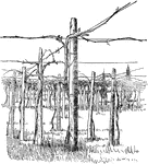 "The cross-wire system is another method of training which appears to be confined in this country to the Hudson River Valley, and even there it is used only to a limited extent. But at Jura&ccedil;on, Bassess-Pyr&eacute;n&eacute;es, France, this system is regularly followed. Poles are used in place of the wires, however. [The image] represents vines trained in this manner."&mdash;Government Printing Office, 1897