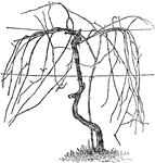 A diagram depicting an unpruned vine trained according to the umbrella system. This image shows stem renewal. This system is also known as the two-cane Kniffin system.