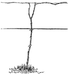 An image depicting a pruned vine that was trained according to the umbrella system. This system is also called the two-cane Kniffin.