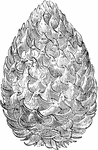 Also known as Pinus sabiniana and Digger Pine. This image depicts the cone of the tree, which is generally flaccid, slightly twisted, and rounded on the outer side with a prominent rib on the inner side.