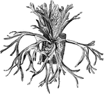 The barren fronds of this plant are very large and convex, whereas the fertile fronds range between 4 and 6 feet and grow in pairs.