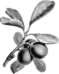 An image of a fruiting plum branch.