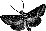 The Plusia is a moth that belongs to the Noctuidae family.