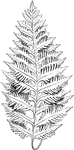 A fern with fronds between 12 inches and 20 inches in length, with the width ranging between 4 inches and 8 inches.