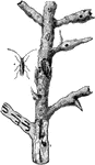 "The larvae of [Saperda populena] live in gall-like swellings in the branches [of poplar]."&mdash;Nicholson, 1884