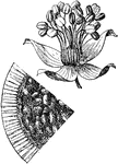 One of three unique species of plans belonging to the Oblata.