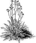 A species of Filipendula; a perennial flowering plant belonging to the Rosaceae family.