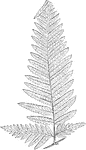 A trembling fern with fronds ranging between 2 feet and 4 feet in length, and 6 inches and 2 feet in width. They are commonly found in greenhouses in New Zealand and Australia.