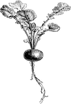 An early variety of the radish, and has a clear red colored skin.