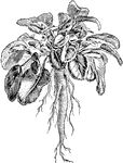 Also known as Campanula rapunculus. "A hardy biennial, cultivated for the use of its fleshy roots in salads, either boiled or in a raw state, generally the latter; the leaves are also used in winter salads."&mdash;Nicholson, 1884