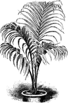 A palm tree that is commonly found in Australia and New Zealand. They tend to reach about 32 feet, and the fruits grown turn bright red when ripe.