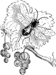Also known as Nematus ribesii. A common pest of gooseberries.