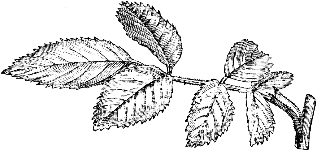Rose Leaf  ClipArt ETC
