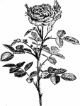 A dwarf form of the Rosa centifolia, having small flowers and leaves. The flowers are rose-purple with ovate, serrated leaves and scattered prickles.