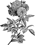 Also known as Rosa multiflora. It is a shrub which grows small corymbs of flowers. It is native to eastern Asia and is considered an invasive species.