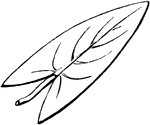 A leaf that resembles an arrow-head in shape.