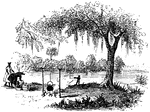 "About forty miles northwest of Charleston, near the line between Charleston and Orangeburg counties, are some wonderful springs. The water boils up from the ground, clear and pure. It is a subterranean river that appears upon the surface, and that winds through the lowlands northwest for about two miles, and empties into the Santee at Nelson's Ferry."&mdash;Coffin, 1879