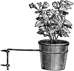 "Flower-pot Brackets are exceedingly ornamental for the window. They are generally very strongly made of iron, being capable of holding double the weight that can be put upon them, and they are very tastefully bronzed."&mdash;Heinrich, 1887
