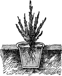 Potting a plant in as small a pot as possible without crushing the roots, and then buying the pot in the garden up to the rim. This is helpful for preserving the life of a plant during the winter.