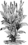 "This is a genus worthy of cultivation in all collections, as its lively flowers are produced in great abundance and at all seasons; many species are now in our collections; and a rich light soil suits all of them best. They are propagated by divisions of the roots or by seeds, which they produce in abundance."&mdash;Heinrich, 1887