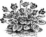 "This is also a very well known flowering plant, of which there are many varieties - white, light and dark blue, single and double. The one most in cultivation with the finest large sweet-scented flowers is V. Marie Louise, which surpasses all other double blue Violets in the profusion of its flowers, richness of color, and delicious fragrance."&mdash;Heinrich, 1887