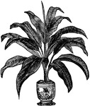 "D. Brasiliensis is exceedingly handsome for the center of a vase or stand, forming a beautiful object, with its fine, broad, recurving foliage."&mdash;Heinrich, 1887