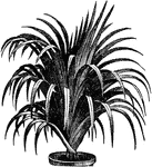 Also known as Pandanus utilis. It is a tropical tree with an edible fruit. It is native to Madagascar and Mauritius.