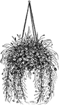 "The hanging basket is filled with dried Everlasting Flowers and Grasses, in their natural colors. Some are colored, and they are the most elegant article of the kind ever seen in this country."&mdash;Heinrich, 1887