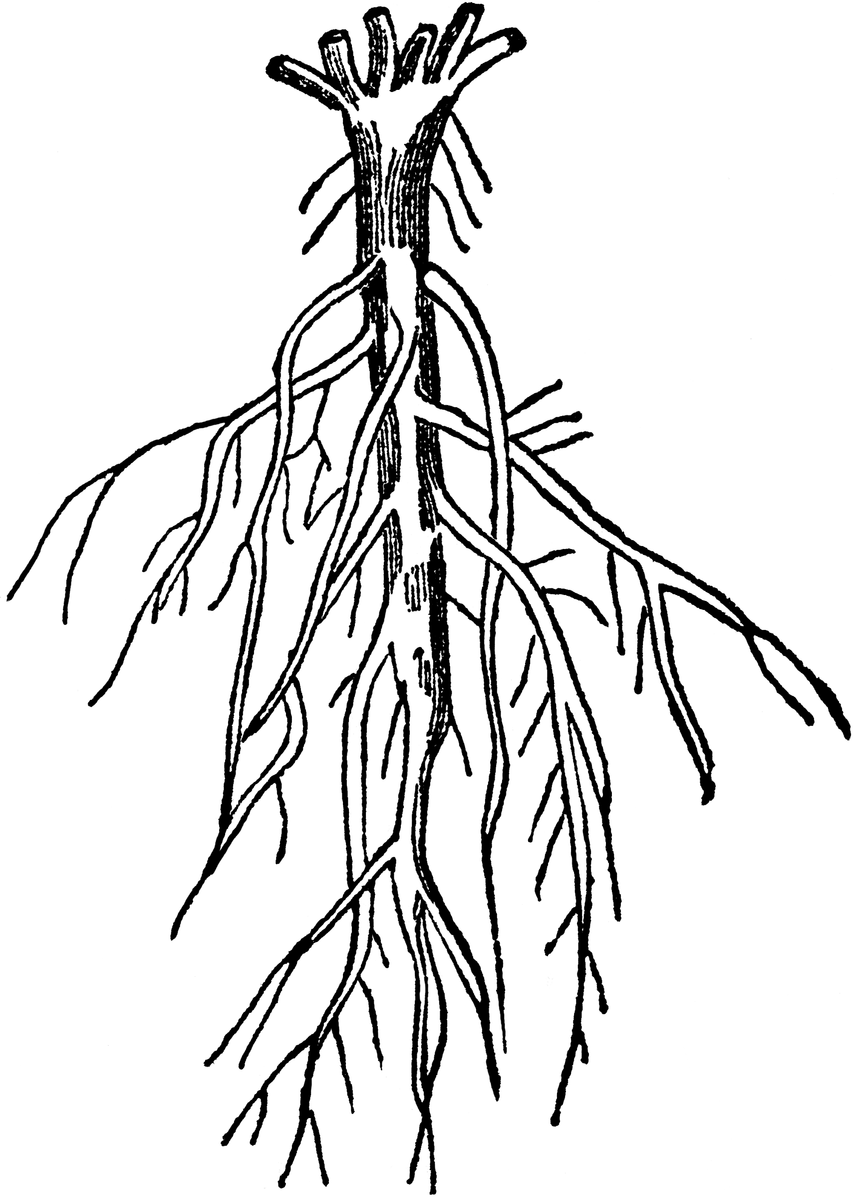 clipart roots root clip coloring tree branching etc transparent usf edu