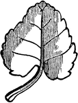 A cordate leaf has the base rounded in the shape of a heart.