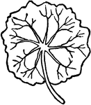 A nearly circular leaf.