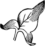 A leaf in the shape of an arrow-head.
