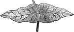 "Perfiolate leaf, caused by the union of two opposite leaves."&mdash;Darby, 1855