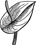 "Perfiolate leaf, caused by the union of the lobes of the leaves."&mdash;Darby, 1855
