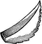 A scimitar-shaped leaf.
