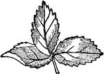 A leaf with three leaflets.