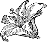 "When the petals stand side by side with the claw, gradually expanding into a limb."&mdash;Darby, 1855