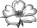 "When there are several spreading petals without claws."&mdash;Darby, 1855